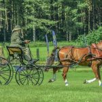 DRESSAGE MASTER CLASS